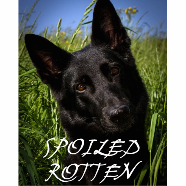 black german shepherd spoiled rotten photo sculpture key ring (Front)