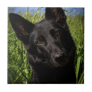 black german shepherd tile