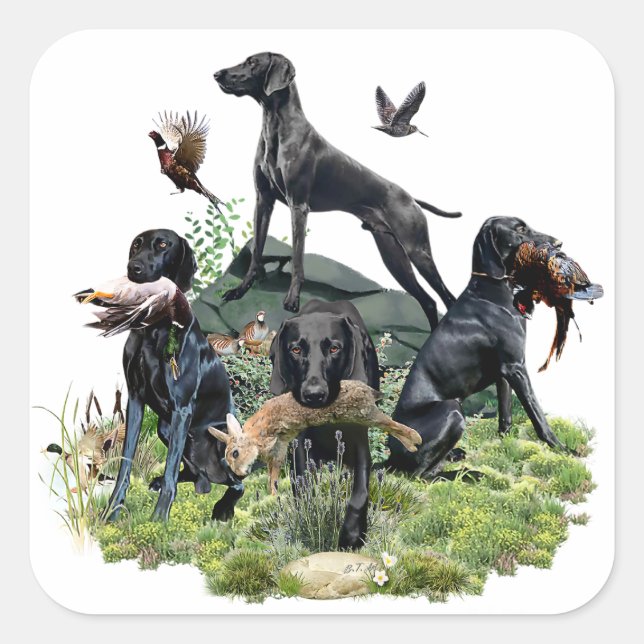 Black German Shorthaired Pointers    Square Sticker (Front)