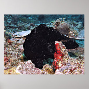 Black Giant Frogfish Poster