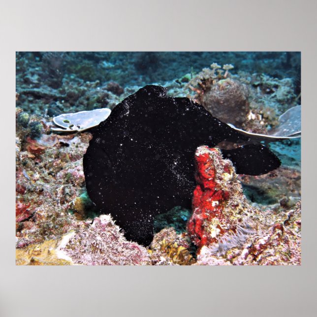 Black Giant Frogfish Poster (Front)