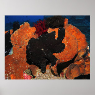 Black Giant Frogfish Poster