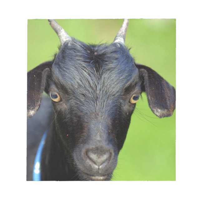 Black goat notepad (Front)