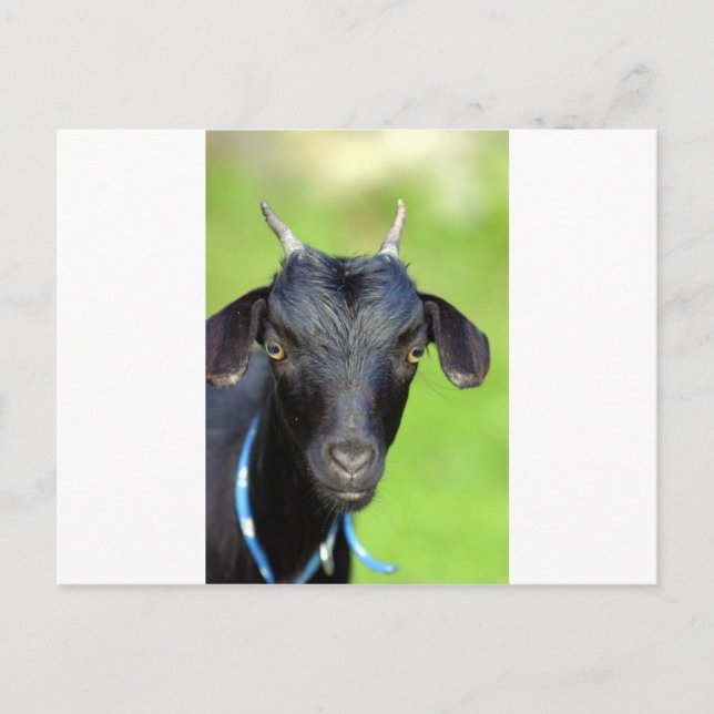 Black goat postcard (Front)