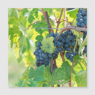 black grape grows on vineyard 