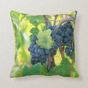 black grape grows on vineyard cushion