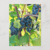 black grape grows on vineyard
