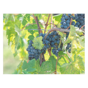 black grape grows on vineyard tablecloth