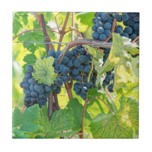 black grape grows on vineyard tile