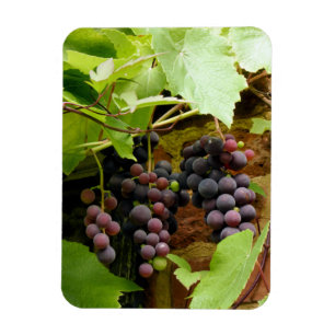 BLACK GRAPES MAGNET