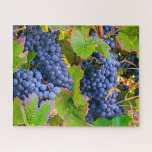 Black Grapes Vines, Vineyard  Jigsaw Puzzle