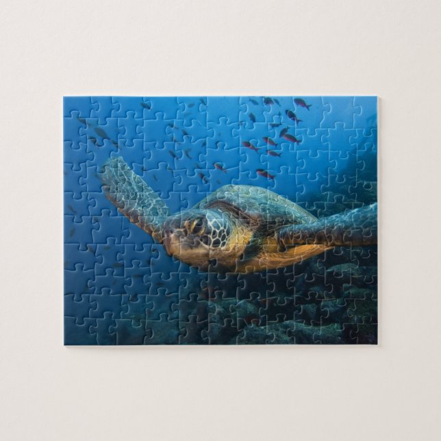 Black (Green) Turtle (Chelonia agassizi) Jigsaw Puzzle (Horizontal)