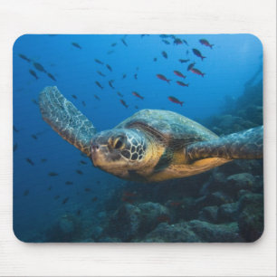 Black (Green) Turtle (Chelonia agassizi) Mouse Mat