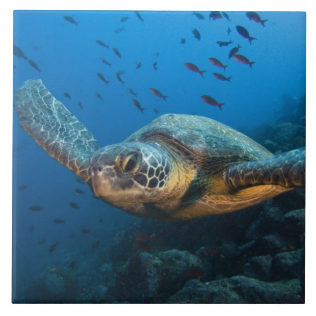 Black (Green) Turtle (Chelonia agassizi) Tile (Front)