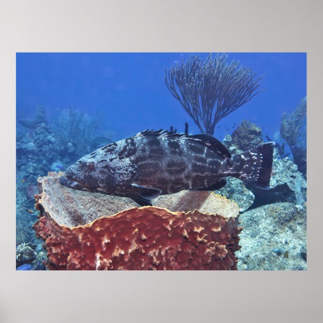 Black Grouper on the Reef Poster (Front)
