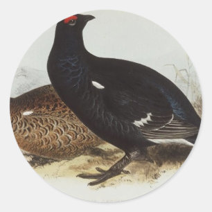 Black Grouse Classic Round Sticker