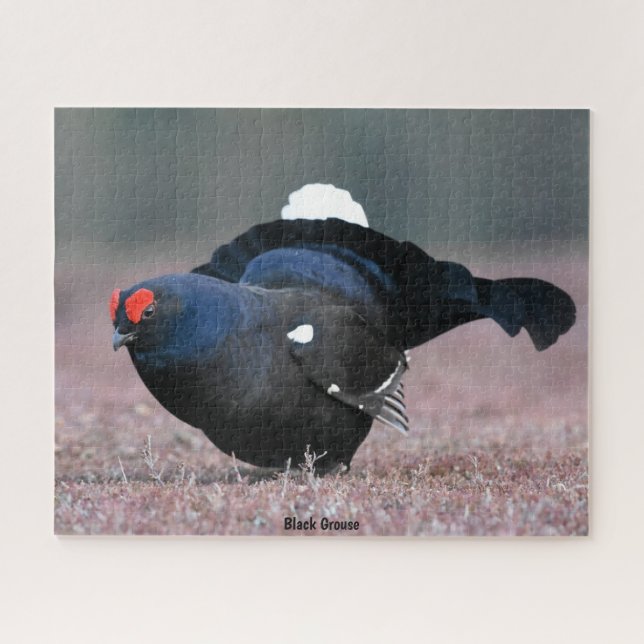 Black Grouse Jigsaw Puzzle (Horizontal)