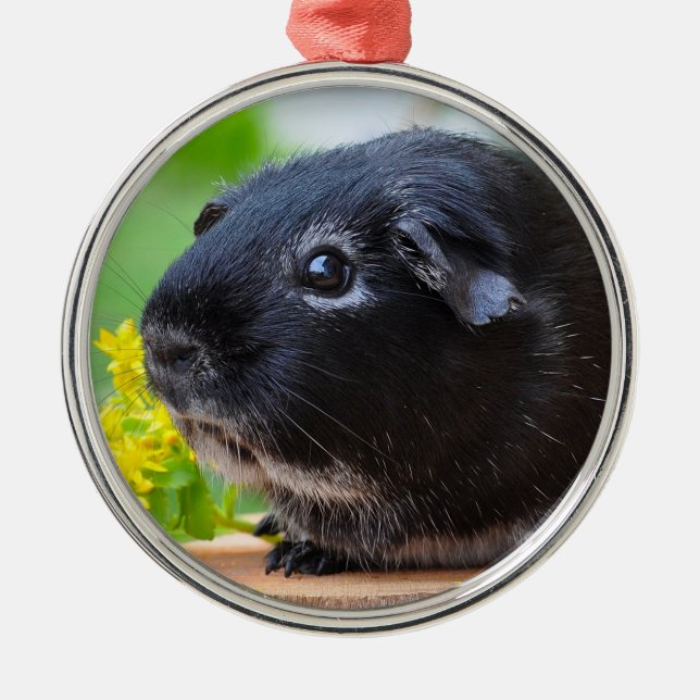 Black Guinea Pig Ceramic Ornament (Front)