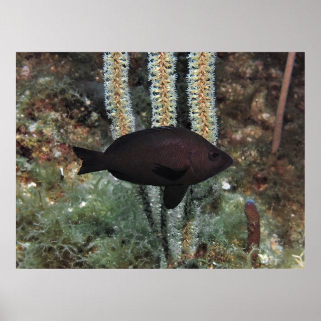 Black Hamlet Poster (Front)