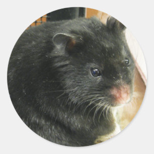Black Hamster Classic Round Sticker