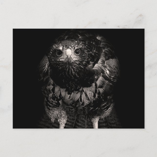 Black Hawk Postcard (Front)