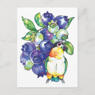 Black Head Caique with Blueberry Postcard