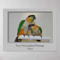 Black Headed Caique Parrots Personalized