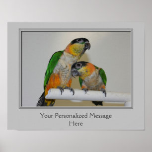 Black Headed Caique Parrots Personalized Poster