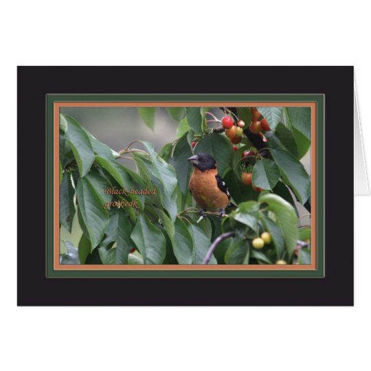 Black-headed grosbeak5905 card