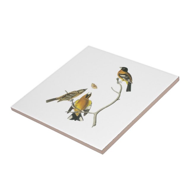 Black-headed Grosbeak by Audubon Tile (Side)