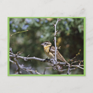 Black-headed grosbeak perched on tree limb postcard