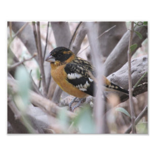 Black-headed Grosbeak Photo Print