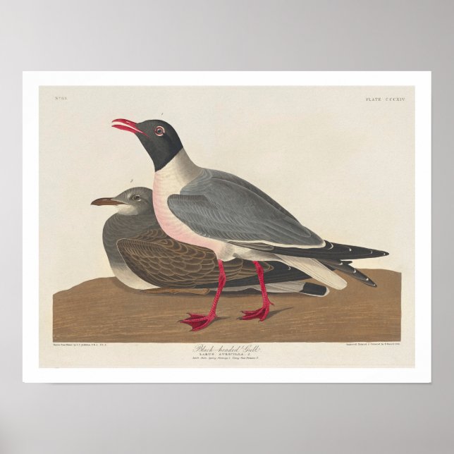 Black-headed Gull by Audubon Poster (Front)