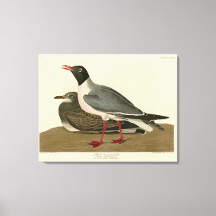 Black-headed Gull from Audubon's Birds of America Canvas Print