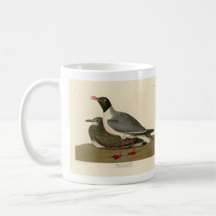 Black-headed Gull from Audubon's Birds of America Coffee Mug