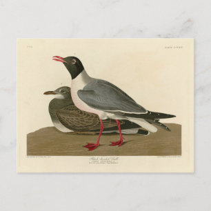 Black-headed Gull from Audubon's Birds of America Postcard