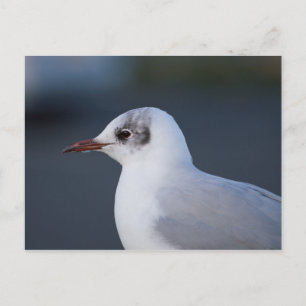 Black-headed Gull Postcard