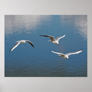 Black-headed gulls in flight  poster