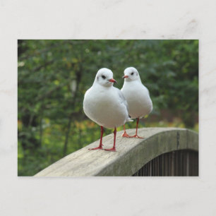 Black-headed Gulls Postcard