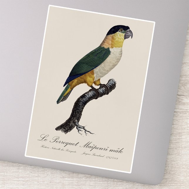 Black-Headed Male Parrot, Pionites Melanocephalus (Black-Headed Male Parrot, Pionites Melanocephalus. Sticker)