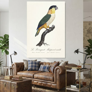 Black-Headed Male Parrot, Pionites Melanocephalus Canvas Print
