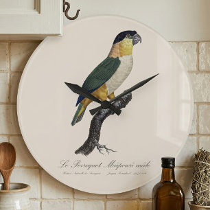 Black-Headed Male Parrot, Pionites Melanocephalus Large Clock