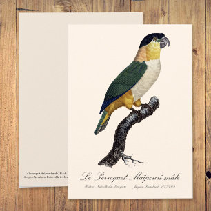 Black-Headed Male Parrot, Pionites Melanocephalus Thank You Card