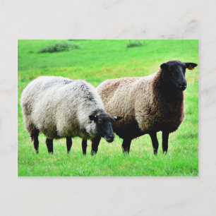 Black Headed Sheep Postcard