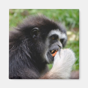 Black-headed spider monkey eating a fruit  magnet