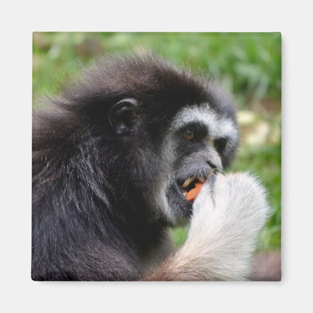 Black-headed spider monkey eating a fruit  magnet (Front)