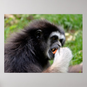 Black-headed spider monkey eating a fruit poster