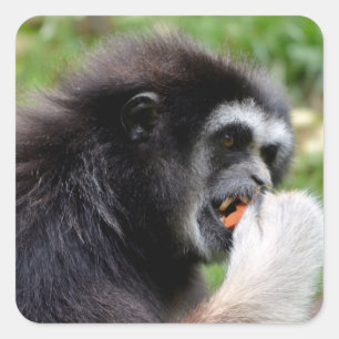 Black-headed spider monkey eating a fruit square sticker
