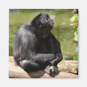 Black-headed spider monkey sitting on a tree trunk magnet