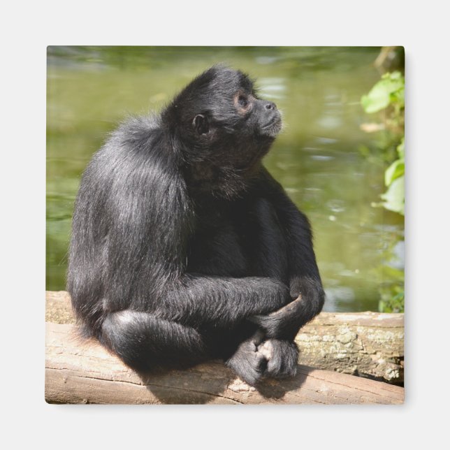 Black-headed spider monkey sitting on a tree trunk magnet (Front)